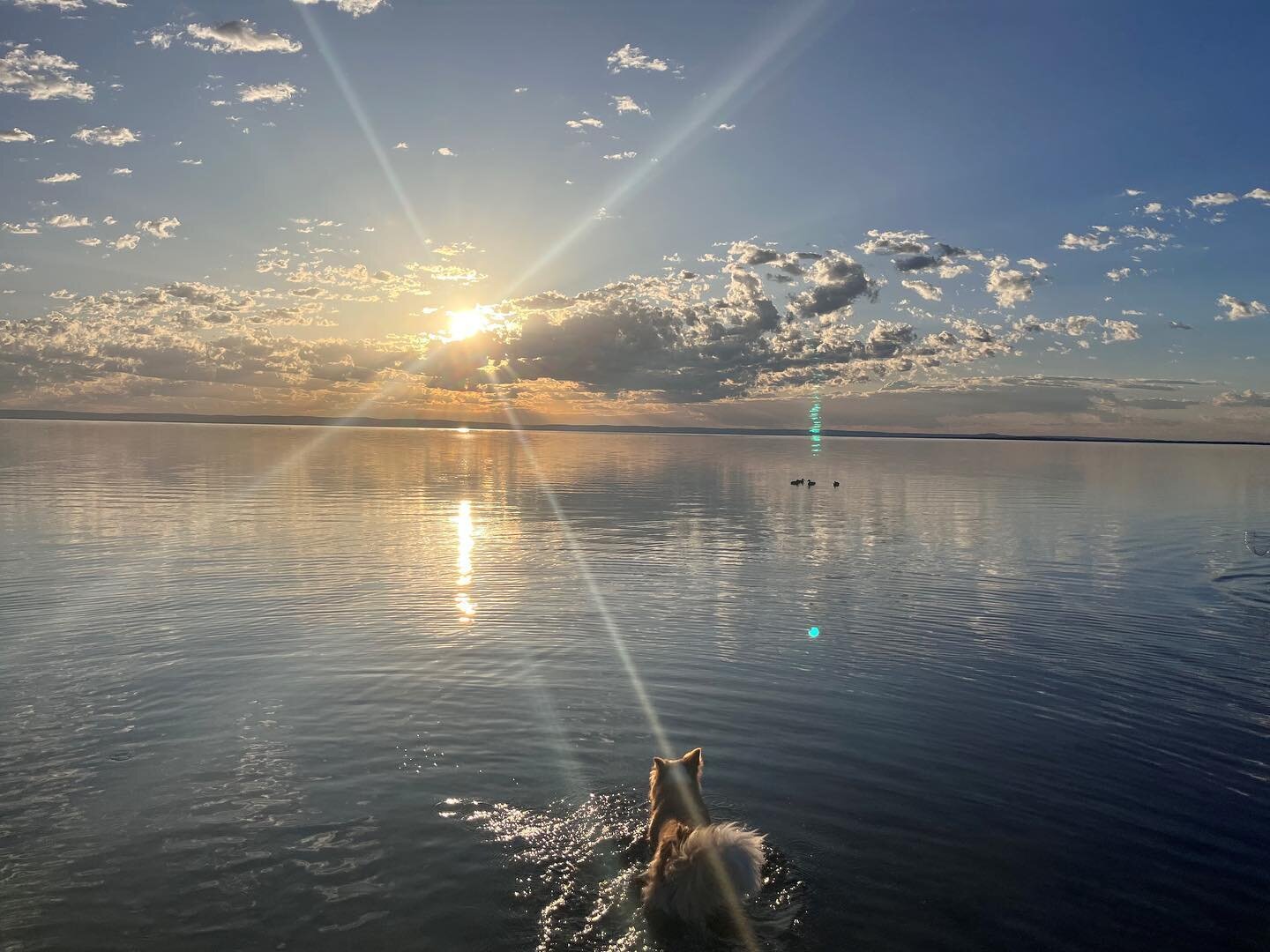 Sunrise bliss over our estuary foreshore @miamiholidaypark 🌅🐶 
.
📸 Thanks to our guest Lily Errante &amp; gorgeous pooch Luna 💛🧡
.
#repost @miamiholidaypark 
.
#sunrise #peelestuary #miamiholidaypark #visitmandurahwa #mandurahlife #seeperth #car