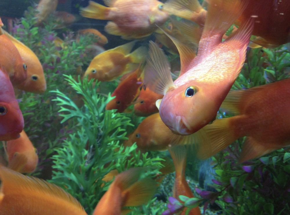 Happy Goldfish.jpg
