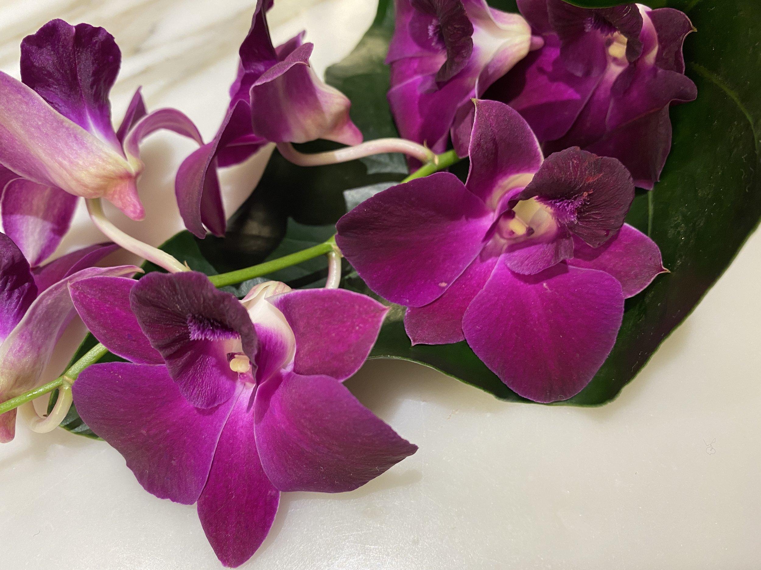 Fresh orchids in bathroom.JPG