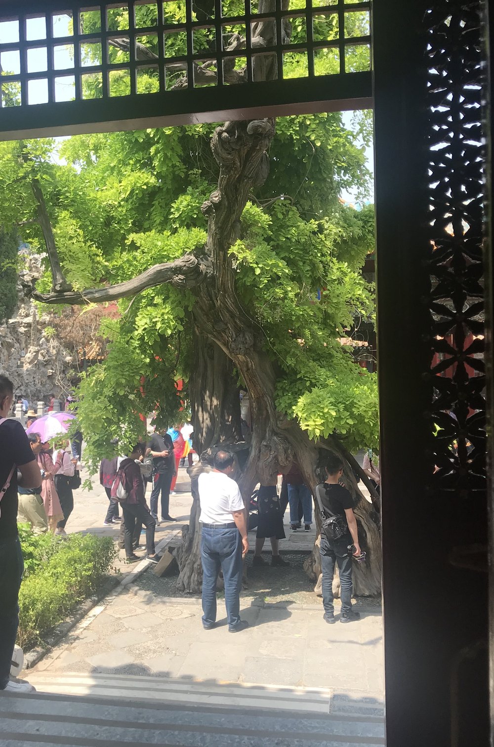 Forbidden City Marriage Tree Imperial Garden.jpg