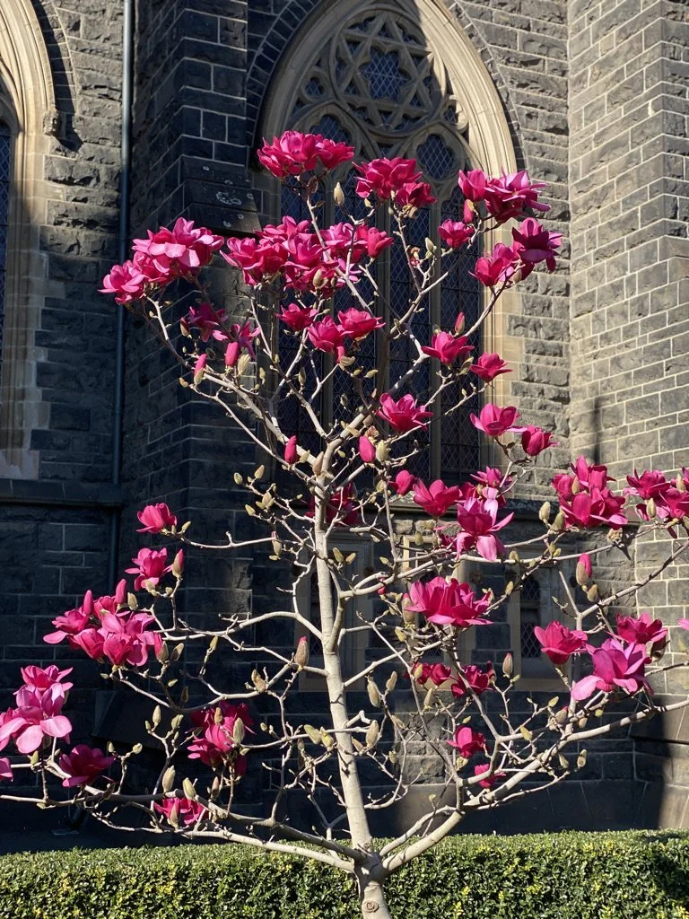 St Peter's Magnificent Magnolia.jpeg