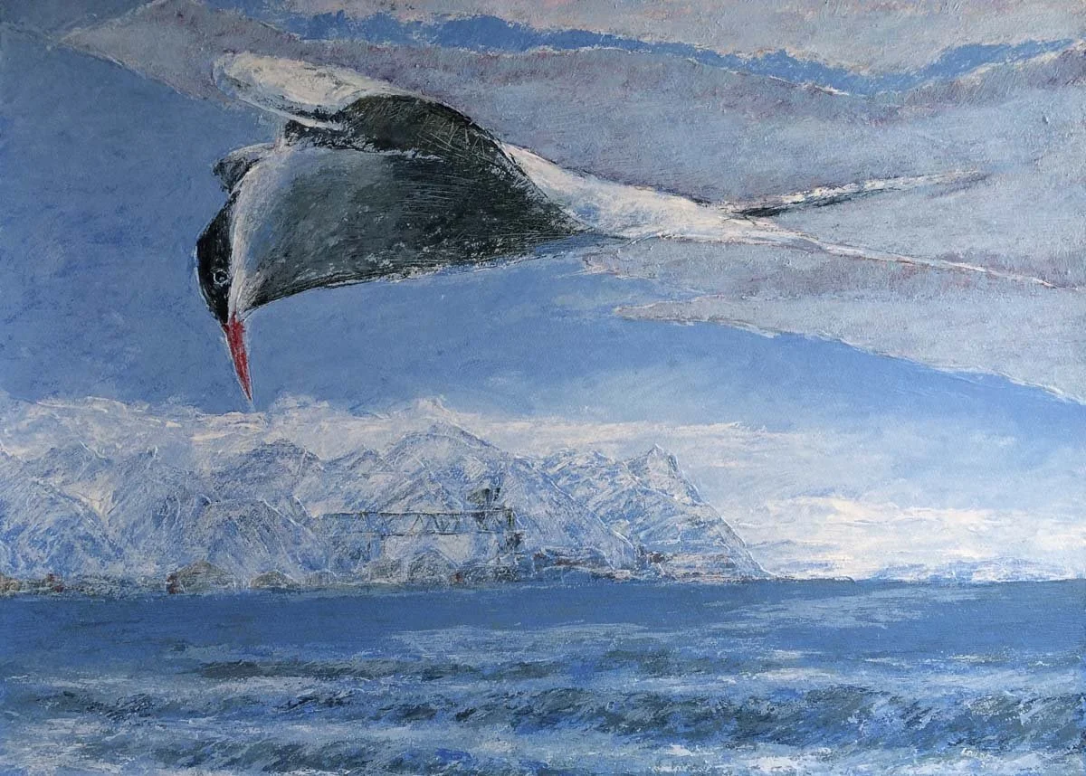 Arctic Tern, Longyearbyen, Svalbard