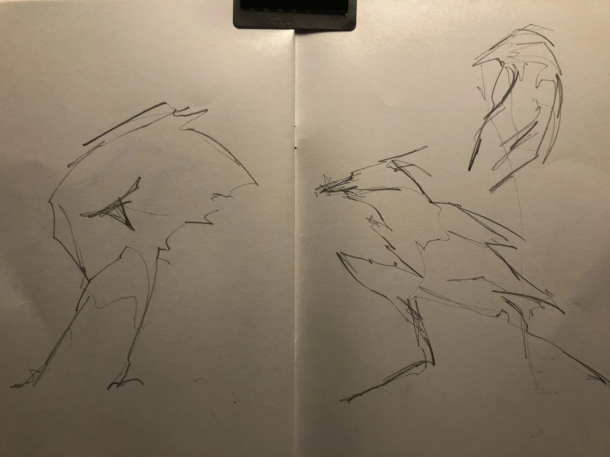 Gesture Drawing of Birds