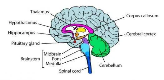 Trauma and the brain