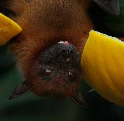 'Cauldron of bats' and other great collective nouns