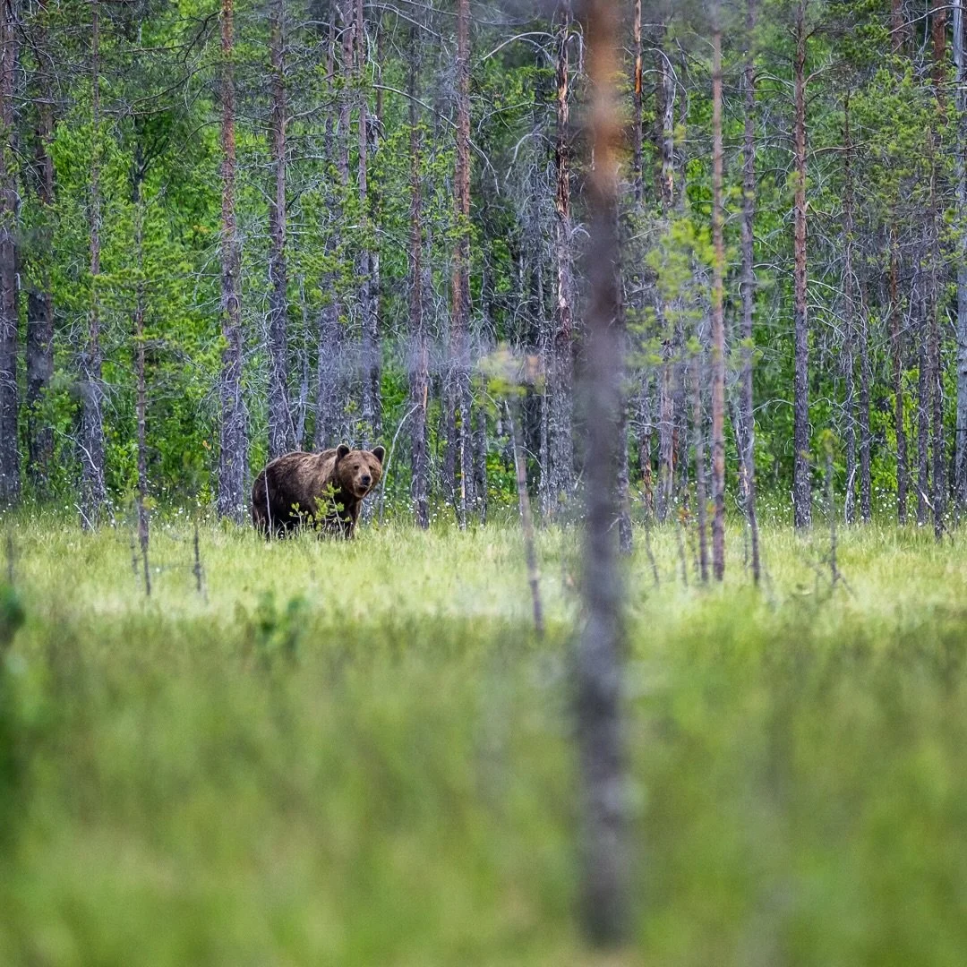 Summer memories 🌿
.
.
#wildlife #bear #finland #discoverfinland #exclusive_wildlife #wildlifephotography