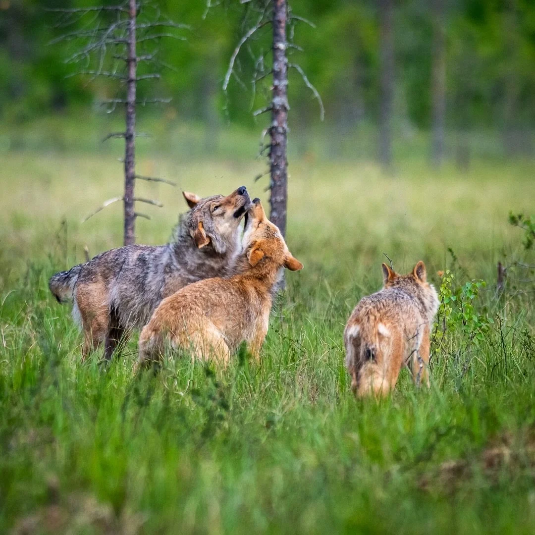 More summer memories 🌿
.
.
#wildlife #wolf #finland #wildlifephotography