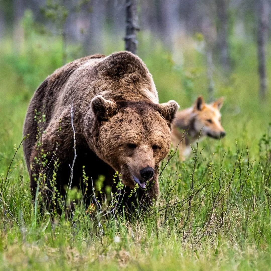 More summer memories. Wild beauty from hide near russian border.
.
.

#wildlife #wolf #bear #finland #wildlifephotography