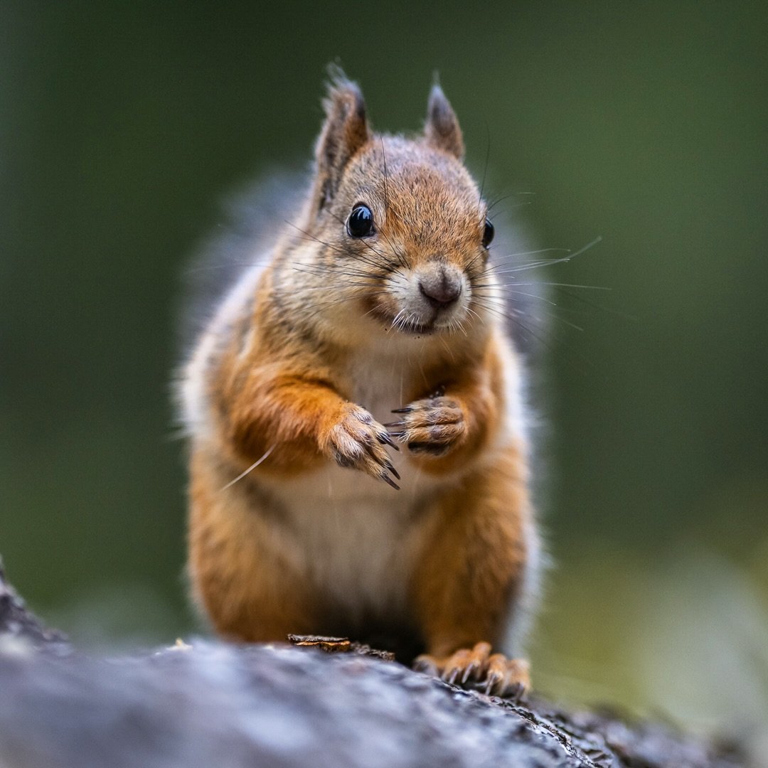 &rdquo;Look at my beautyful nails&rdquo;
.
.
#squirrel #finland #wildlifephotography #wildlife