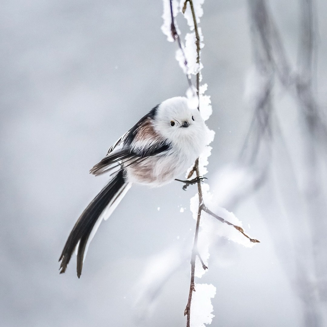 It is beautiful winter time and lights at this time here in Oulu. Snowy trees and frosty air. On our day trip with Topi we met these birds 🥰. One of the beatifully species ever! Great moments with them 😍
.
.
#longtailedtit #finland #wildlifephotogr