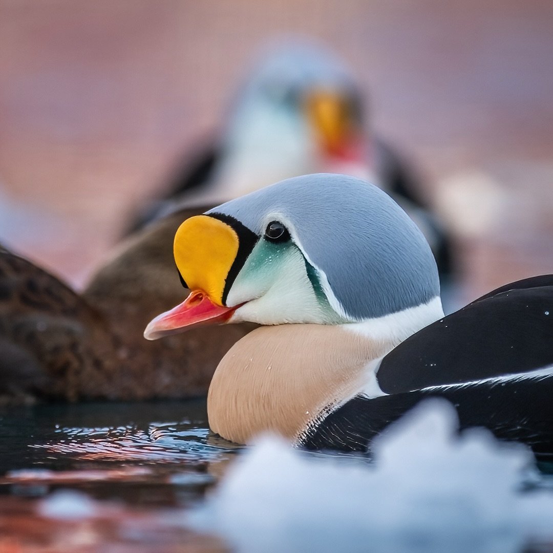 One of the most bautifull water bird &ndash; King eider
.
.
#birdphotography #kingeider #norway #varanger #naturephotography