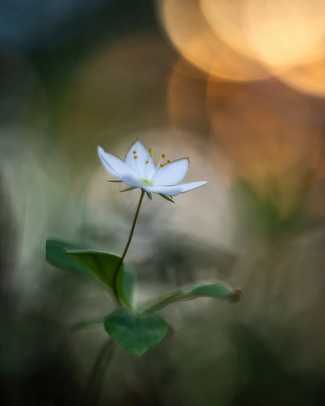 This time of summer 🌸⭐️🌿

#flowerphotography #summervibes #naturephotography #naturelovers #helios44