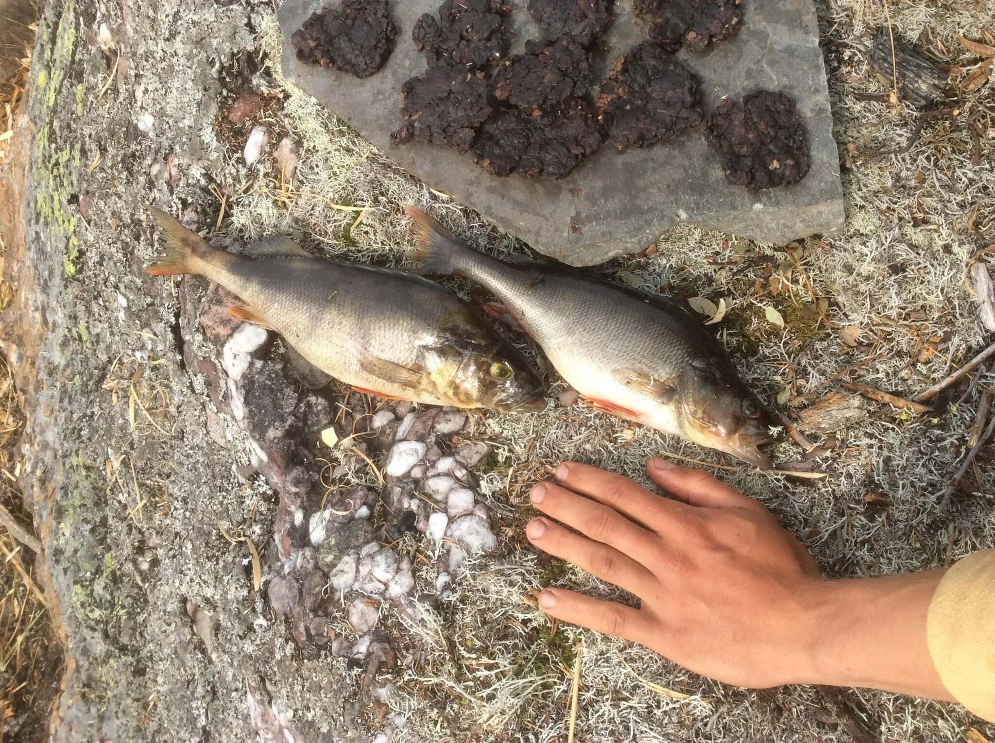 Norway pic fish.jpg