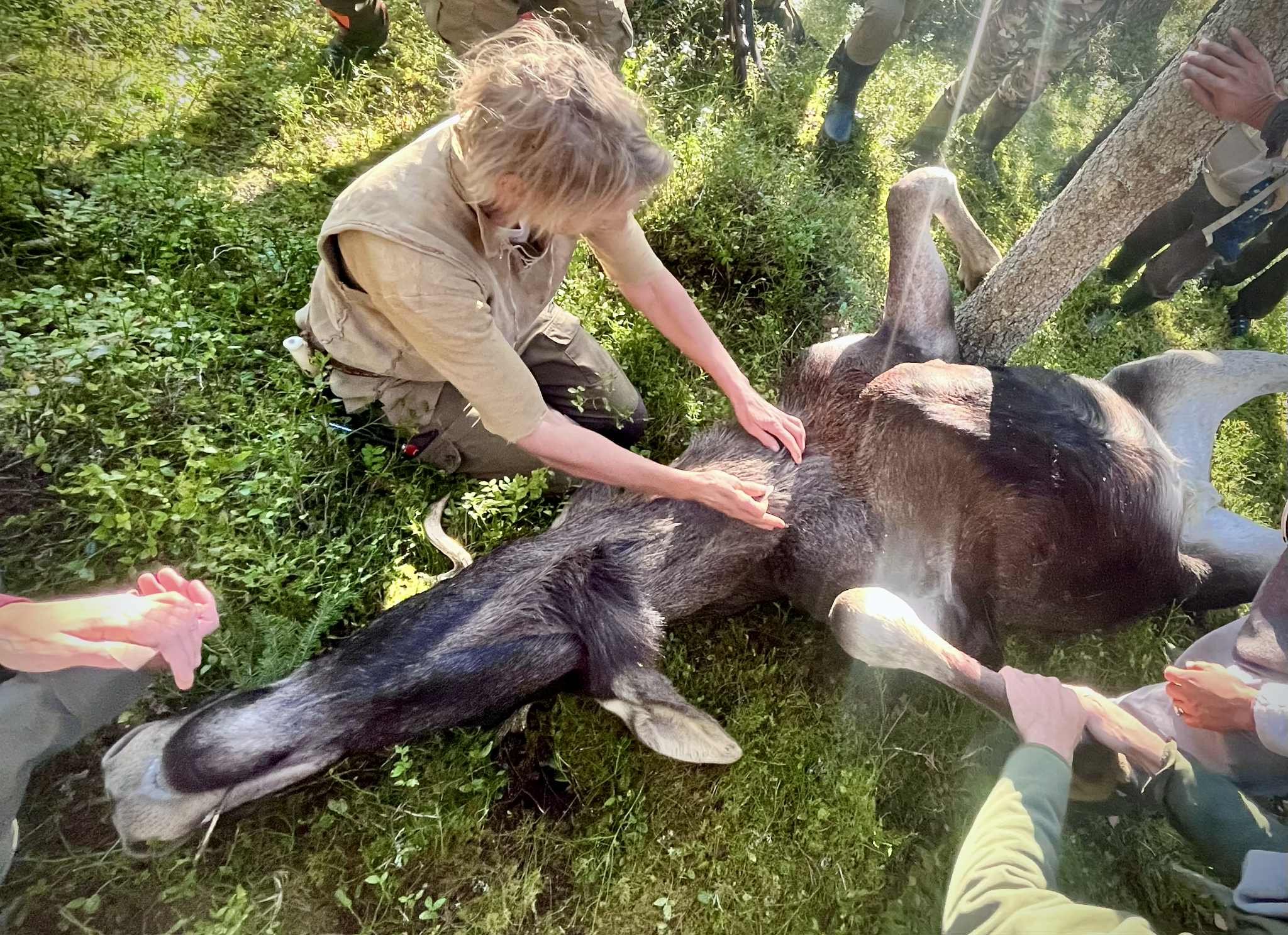 ANIMAL PROCESSING INTENSIVE