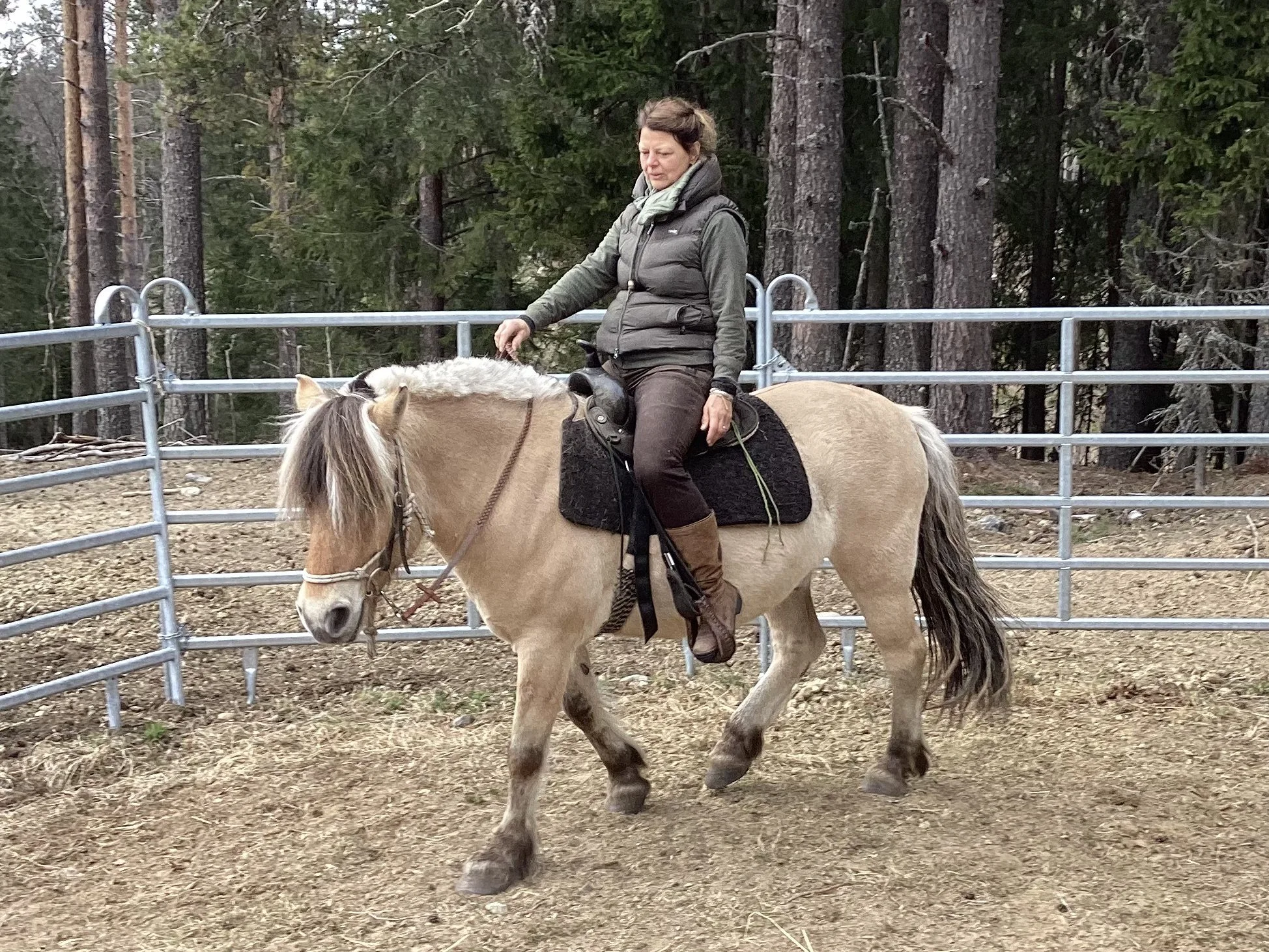 Horse skills intensive