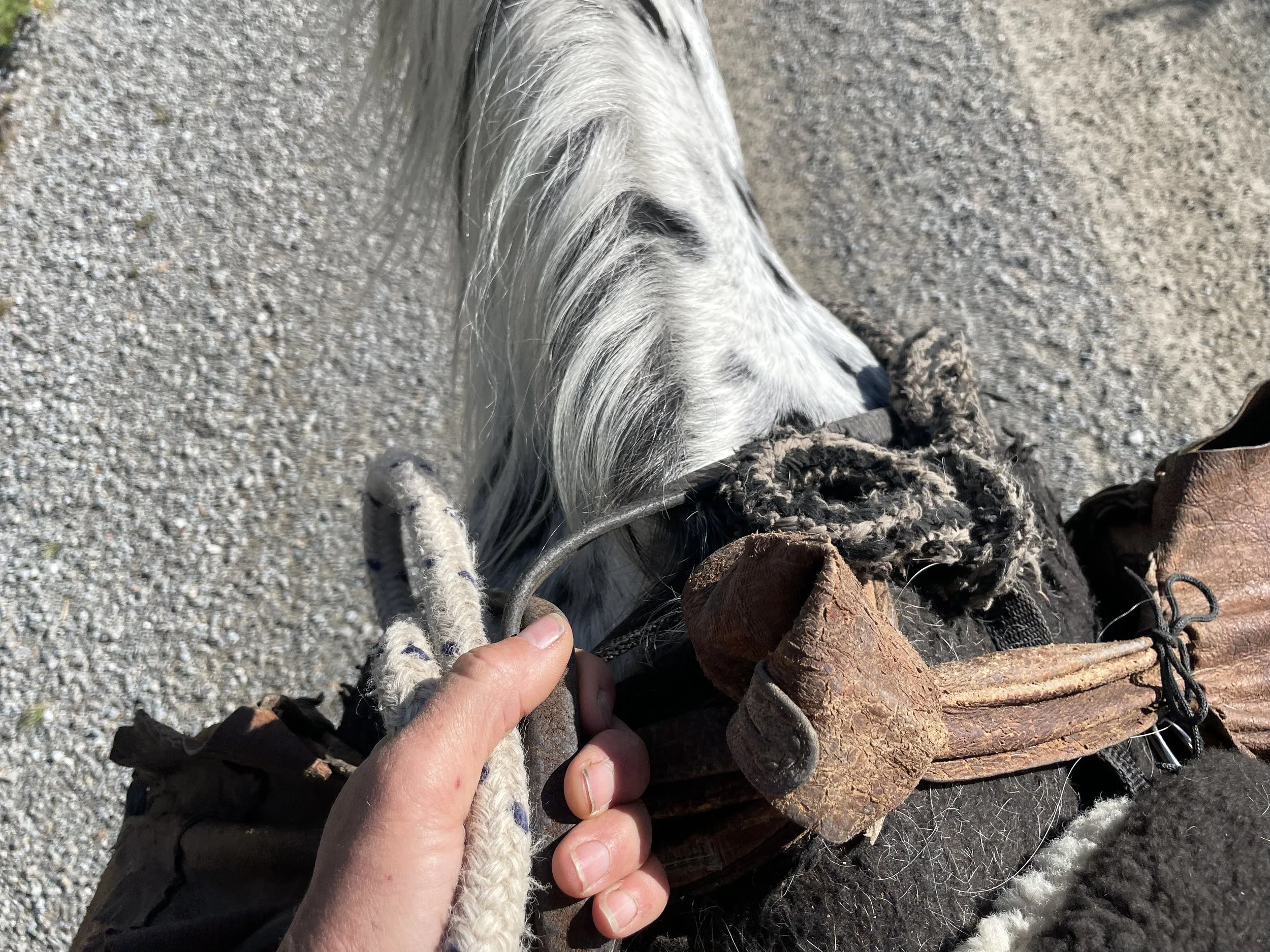 HORSE IMMERSION- The Rider                  