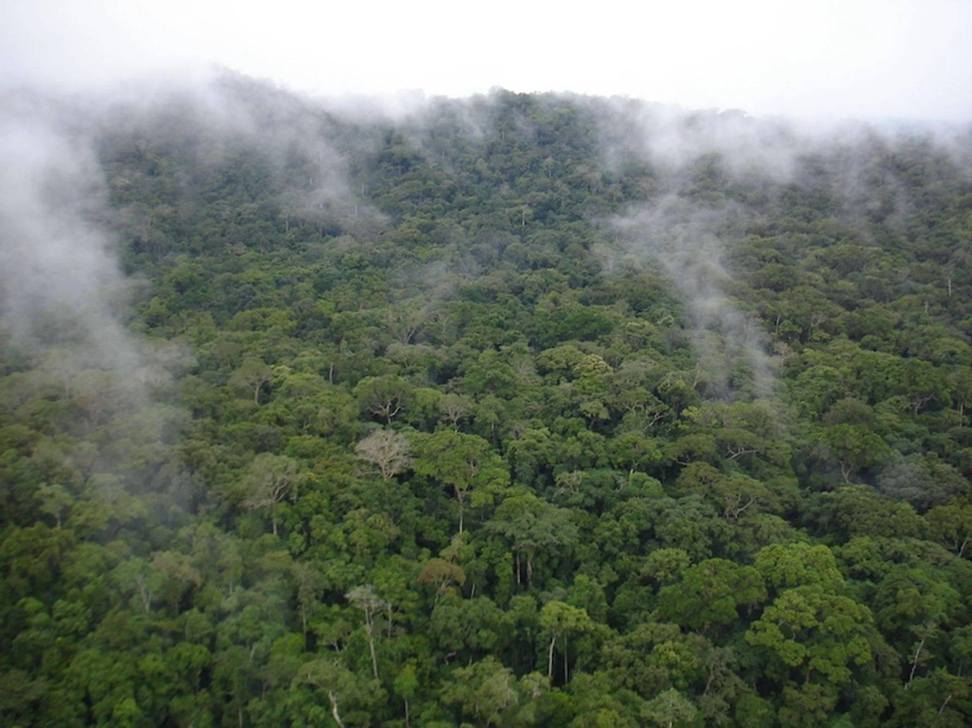 forest reduced.jpg