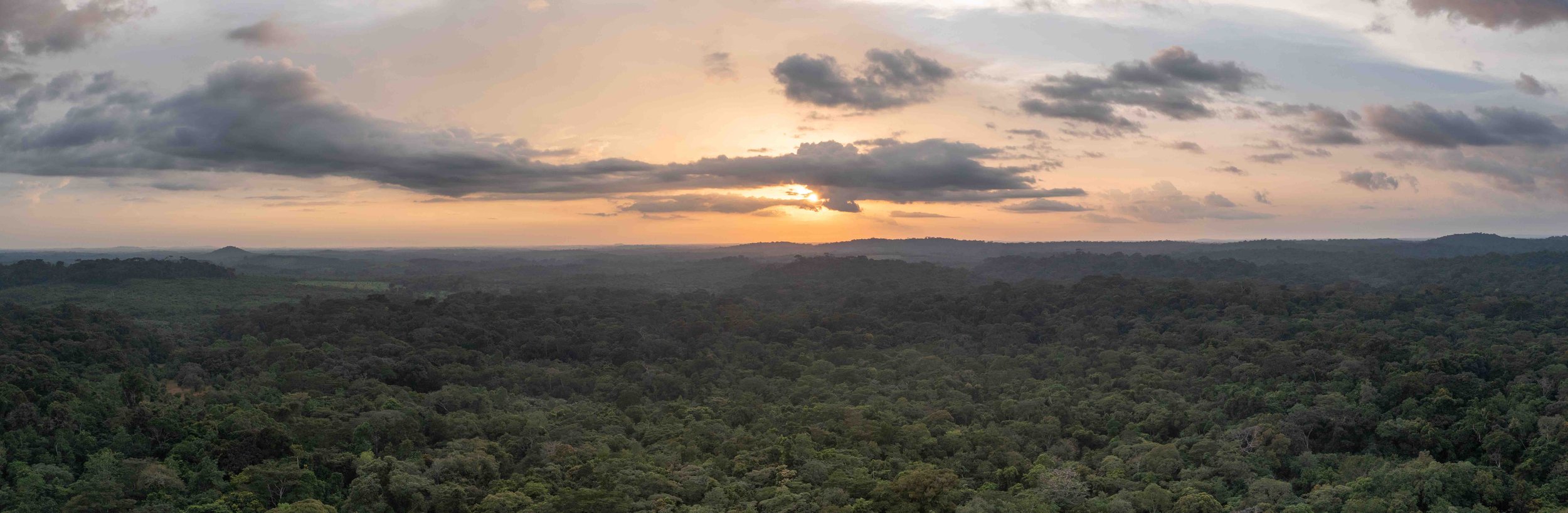 ForestPano_MichaelDuff_RSPB_03.jpeg