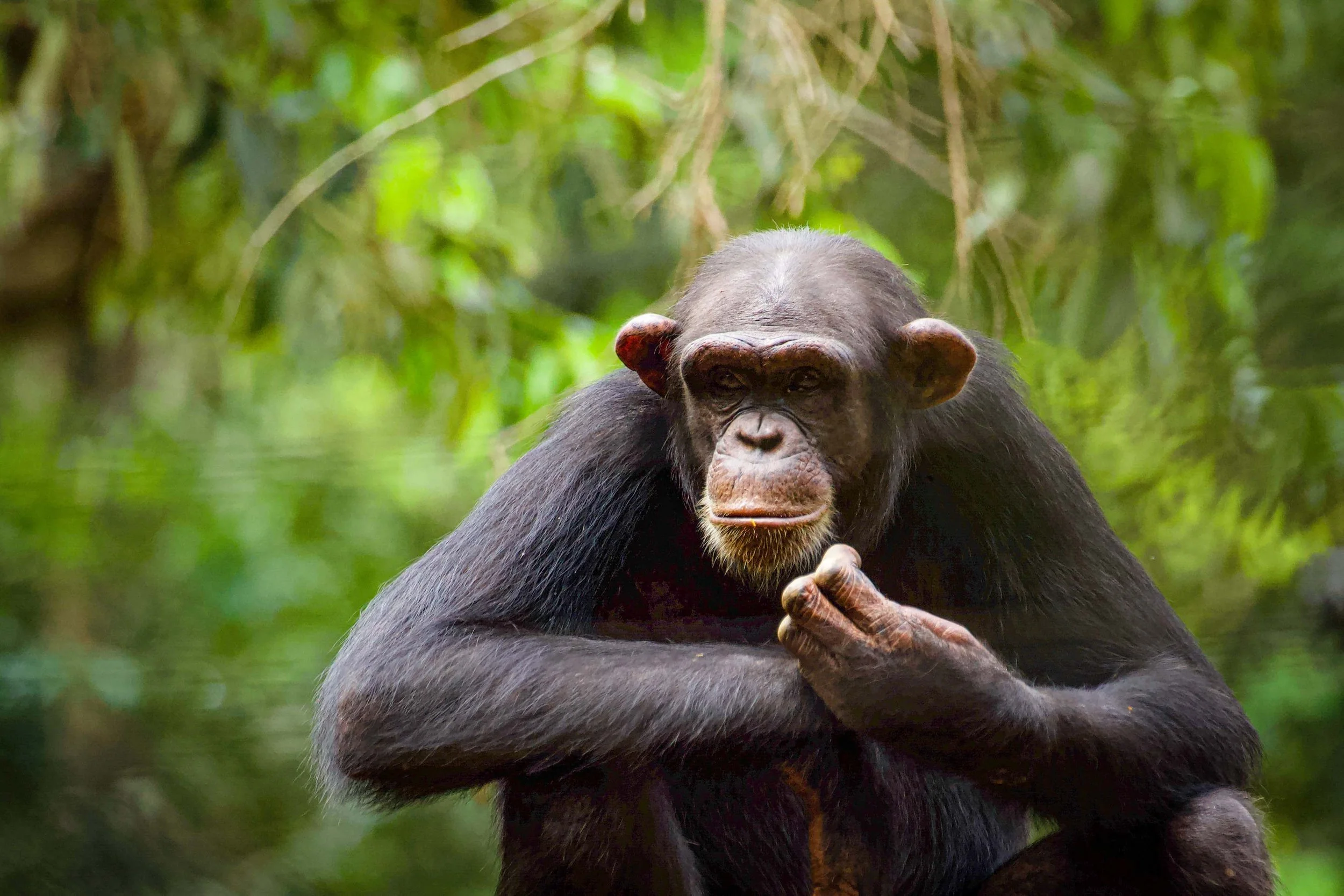 Chimpanzee_RyanWilkie_RSPB_01.jpeg