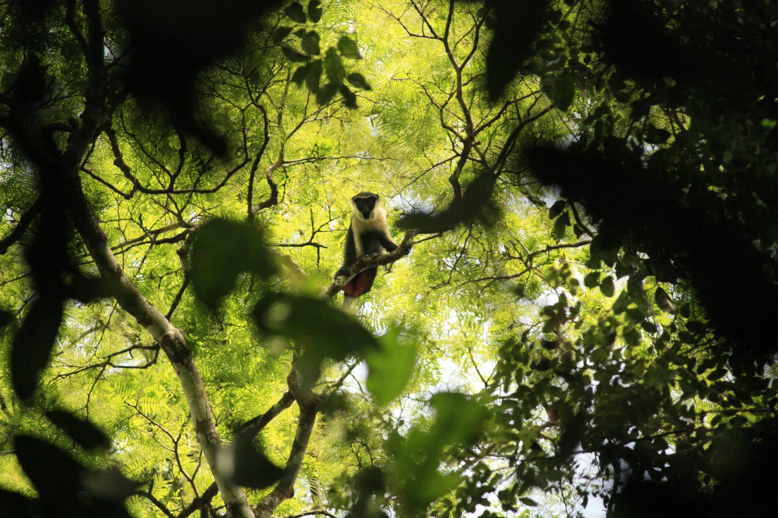 Diana_Monkey_RSPB_01.jpeg