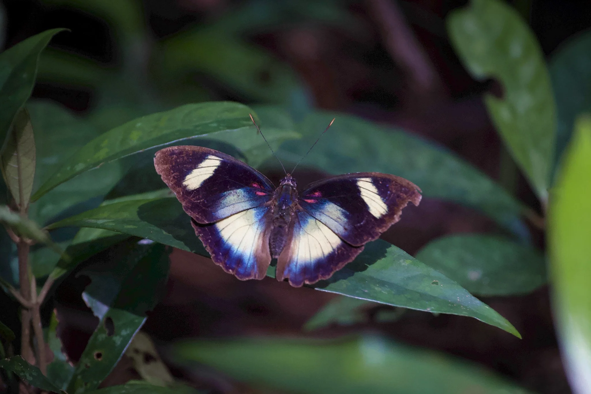 Butterfly_RyanWilkie_RSPB_03.jpg