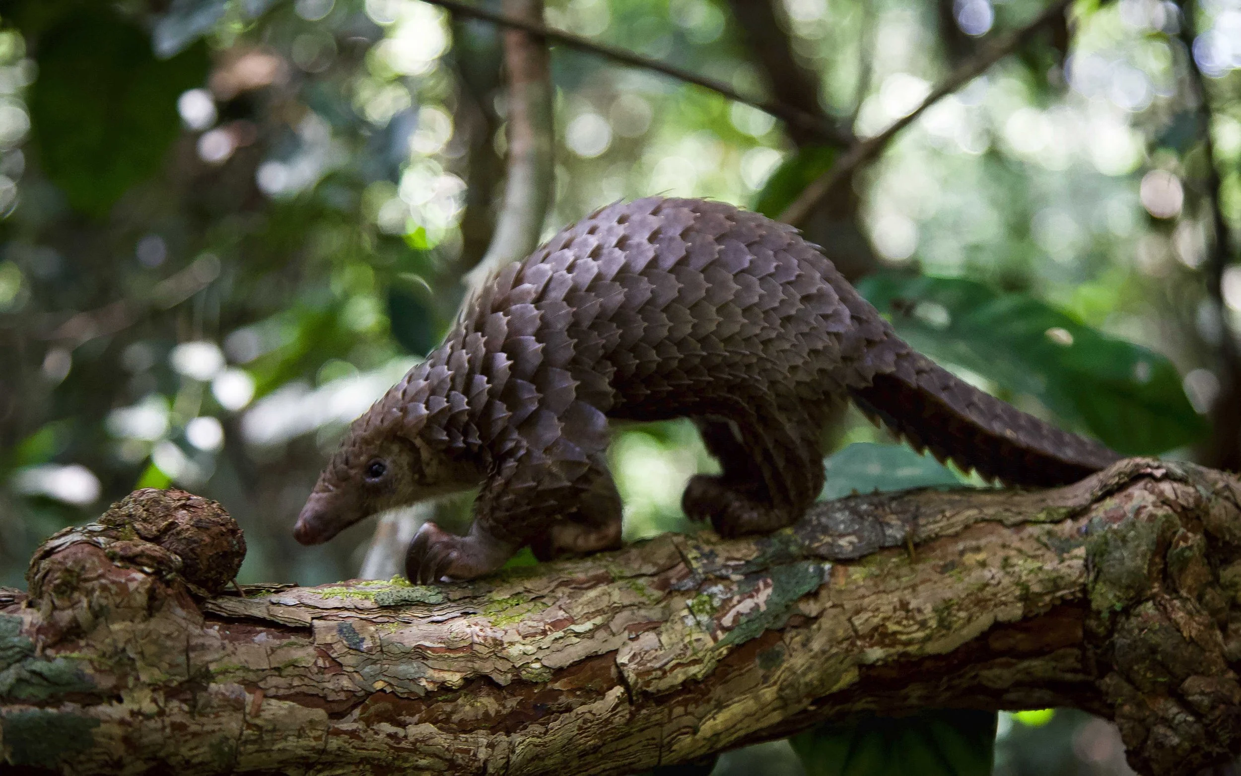 Pangolin_RyanWilkie_RSPB_01.jpeg