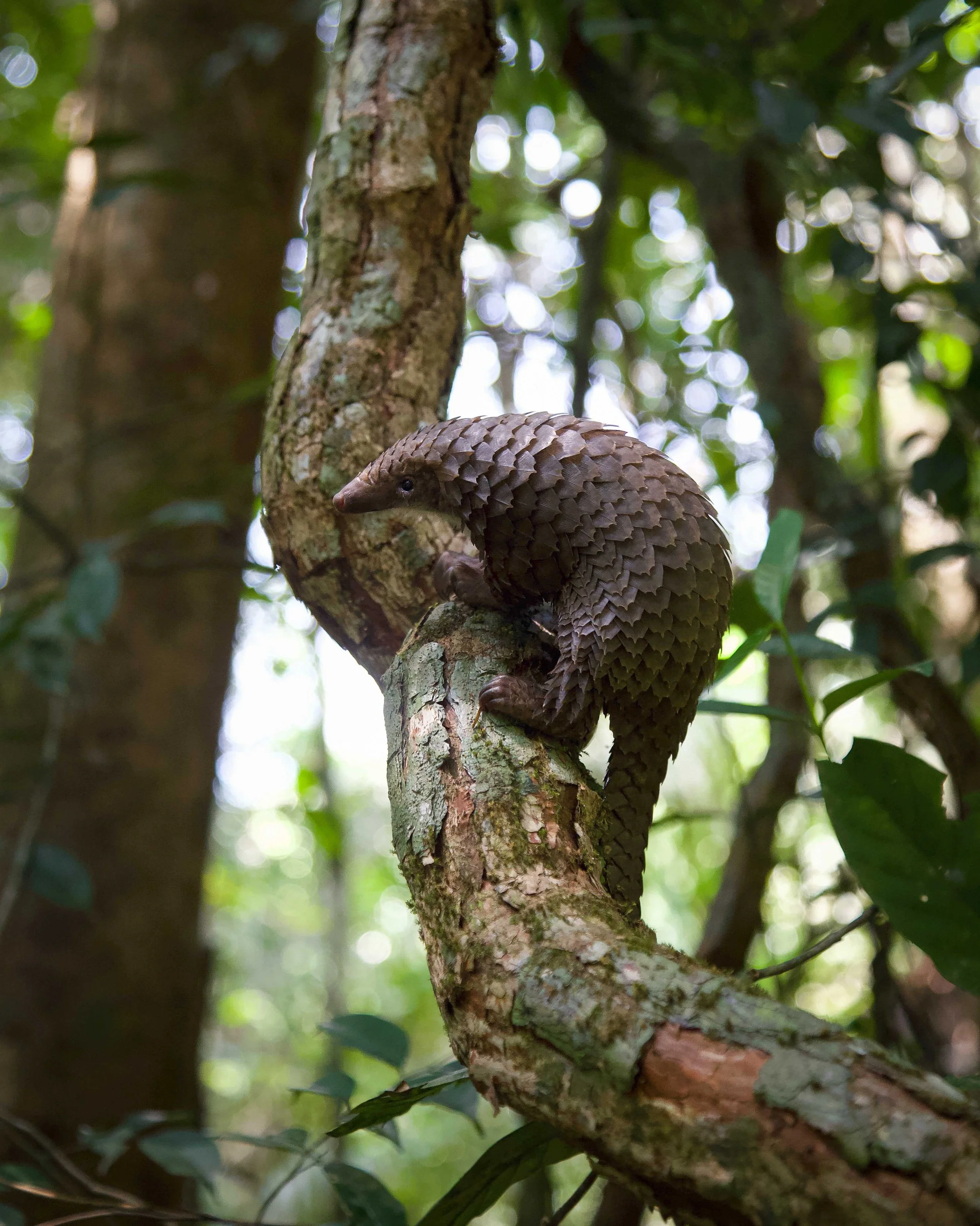 Pangolin_RyanWilkie_RSPB_02.jpeg
