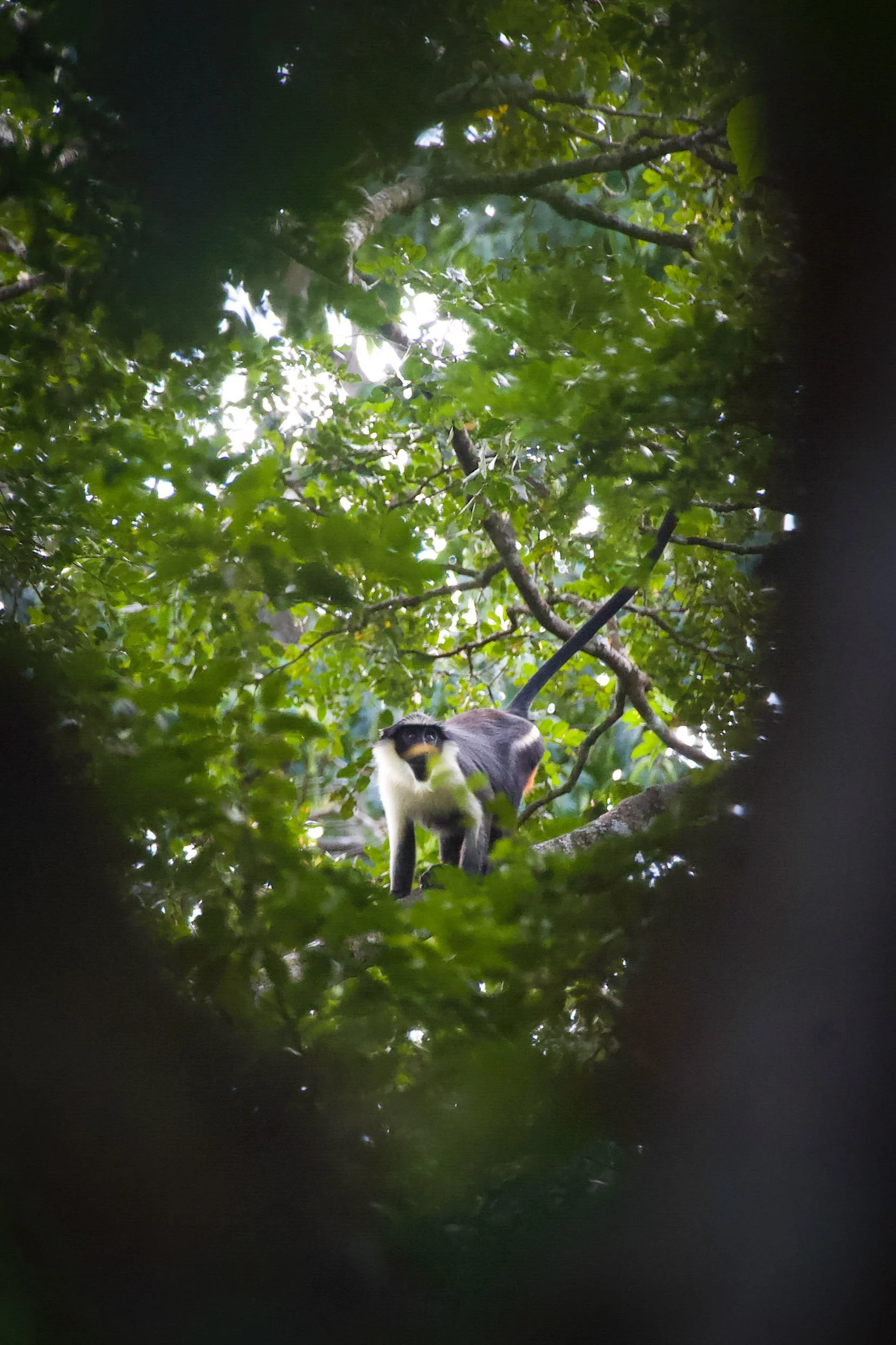 DianaMonkey_RyanWilkie_RSPB_01.jpeg