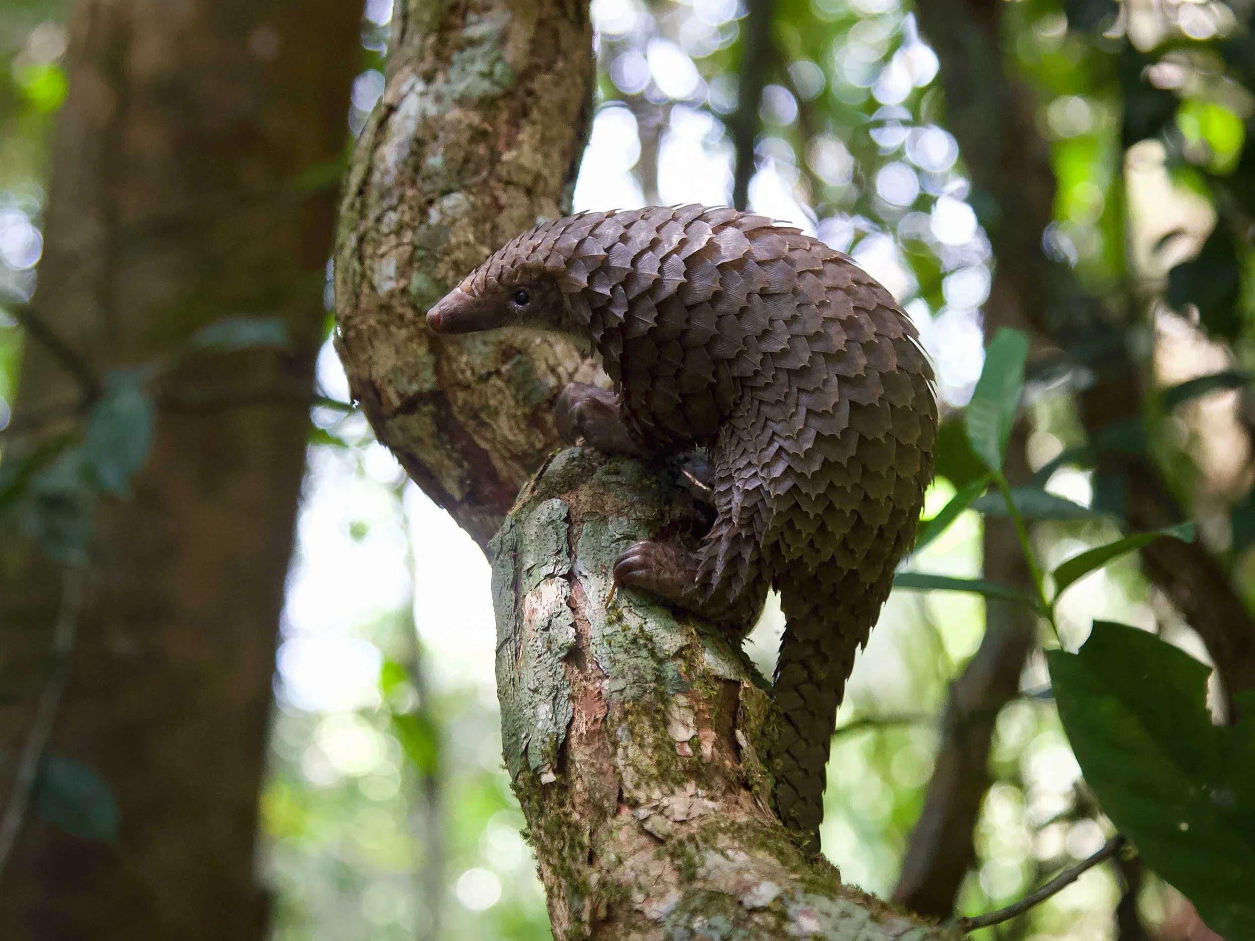Pangolin_RyanWilkie_RSPB_02.jpg