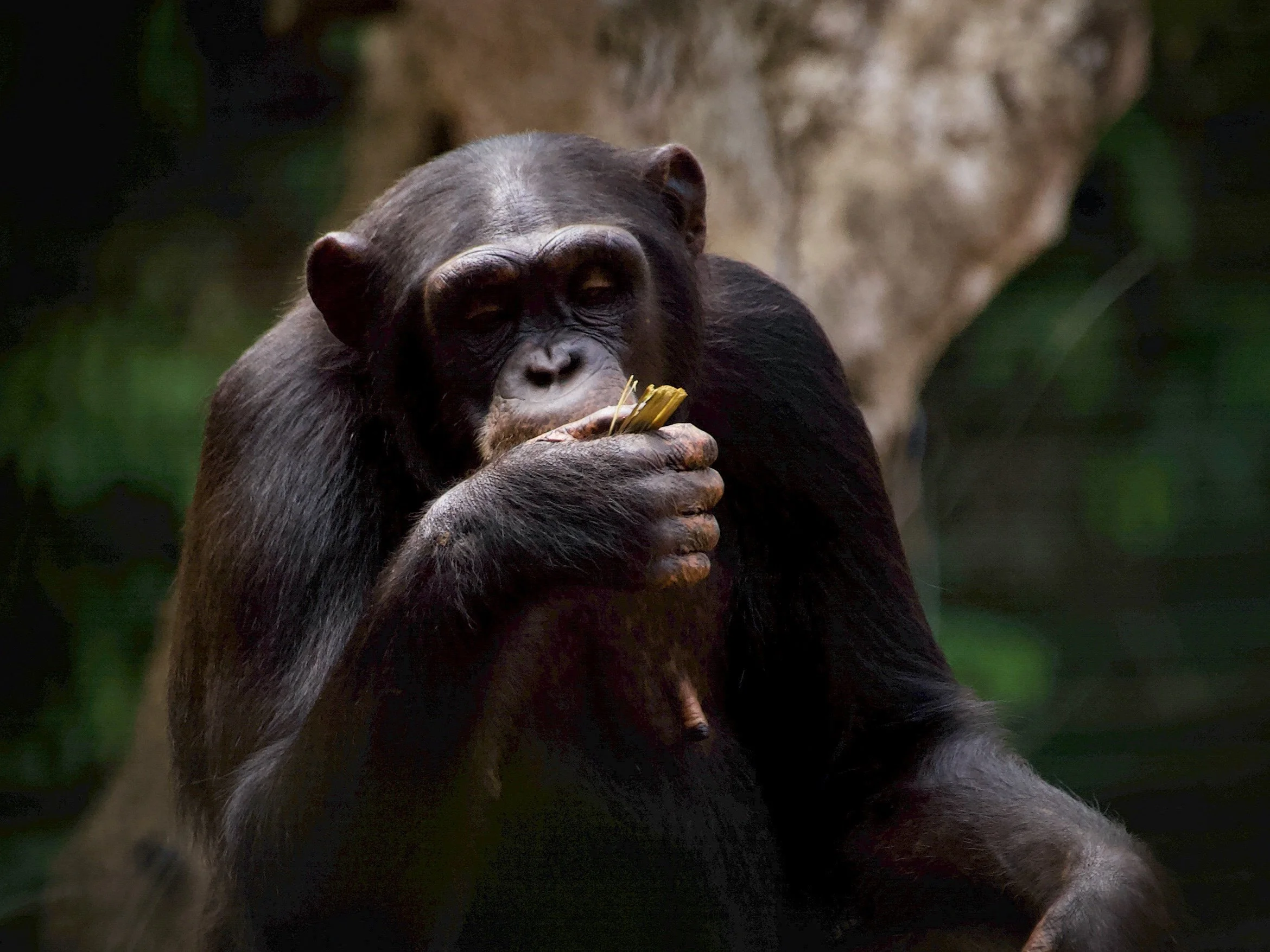 Chimpanzee_RyanWilkie_RSPB_06.jpg