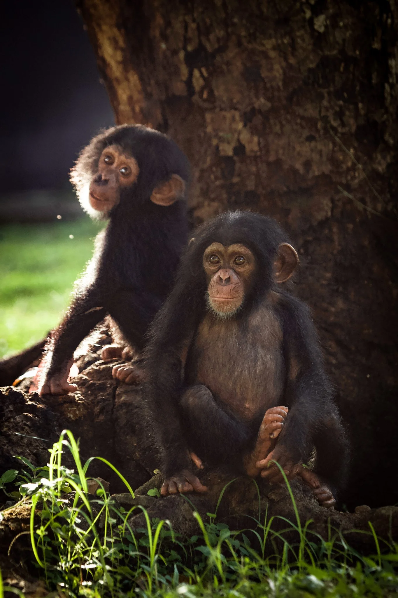 Chimpanzee_RyanWilkie_RSPB_03.jpg