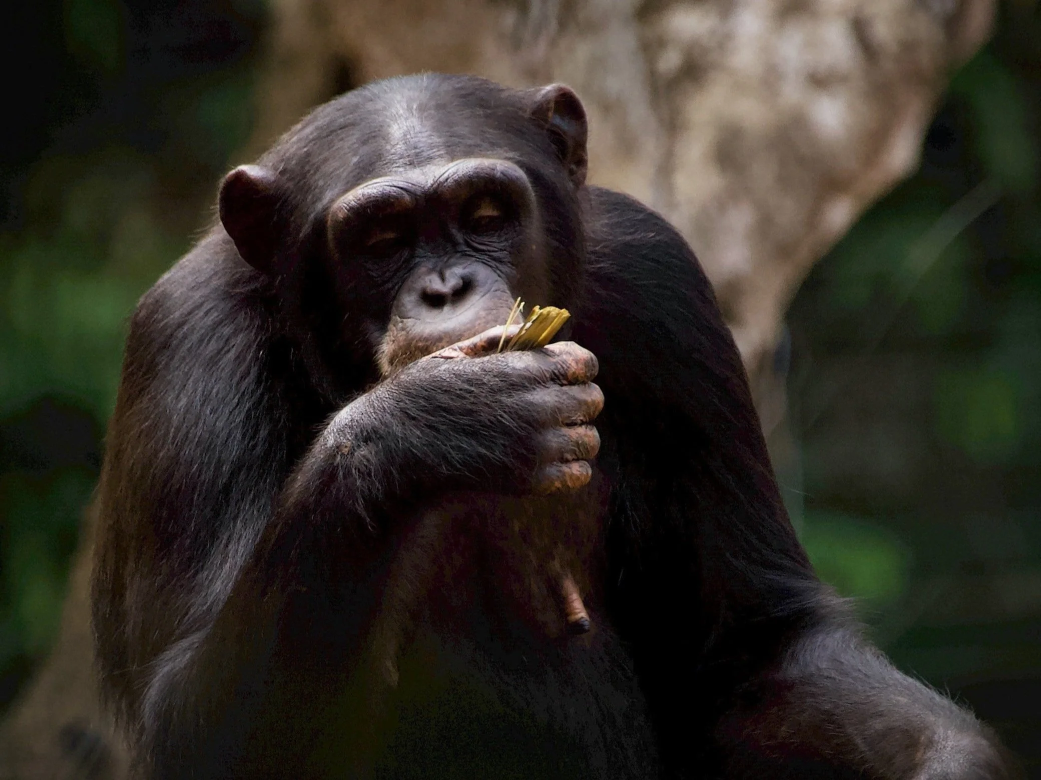 Chimpanzee_RyanWilkie_RSPB_06.jpg