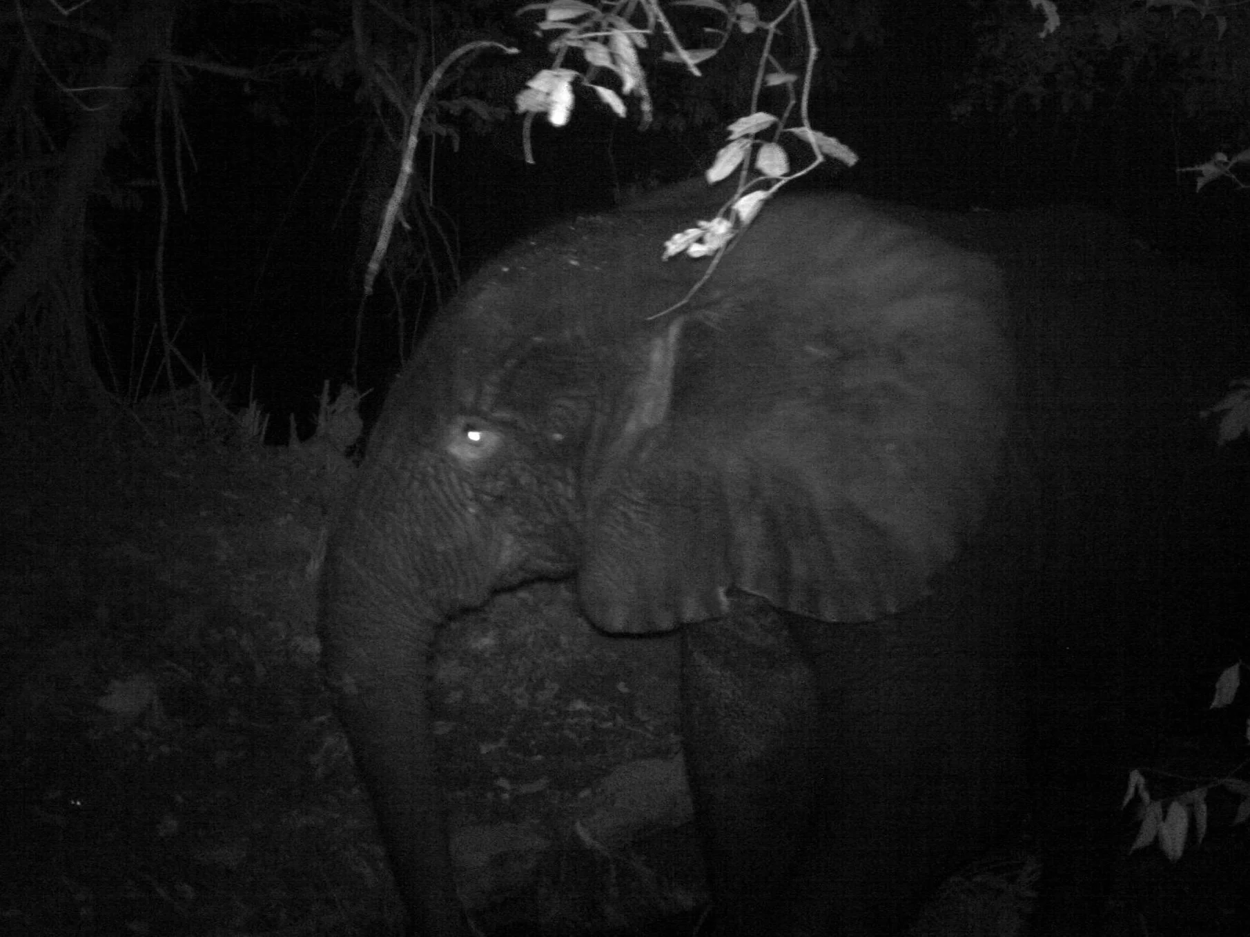 ForestElephant_CameraTrap_GRC_01.jpg