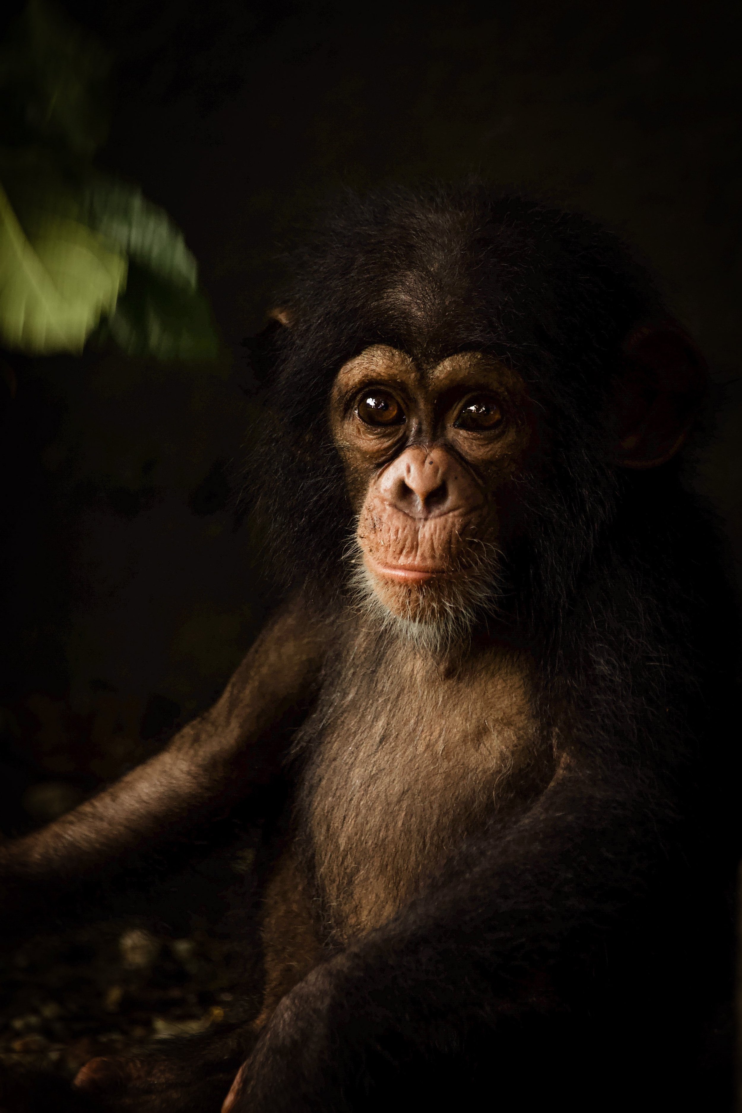Chimpanzee_RyanWilkie_RSPB_05.jpeg