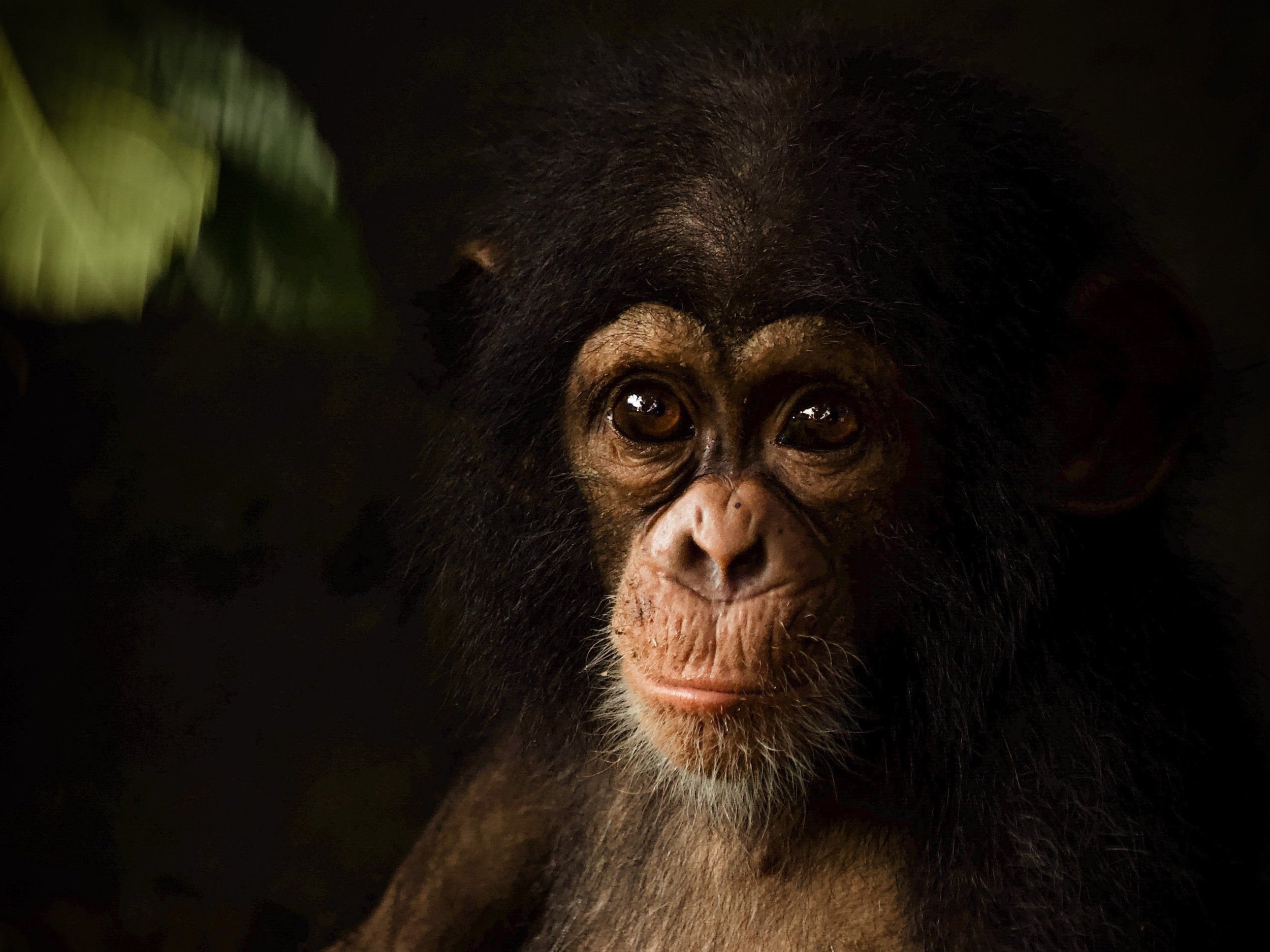 Chimpanzee_RyanWilkie_RSPB_05.jpg