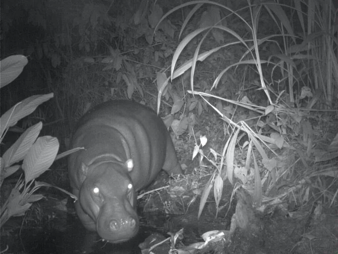 Pygmy Hippo CameraTrap_GRC.jpg