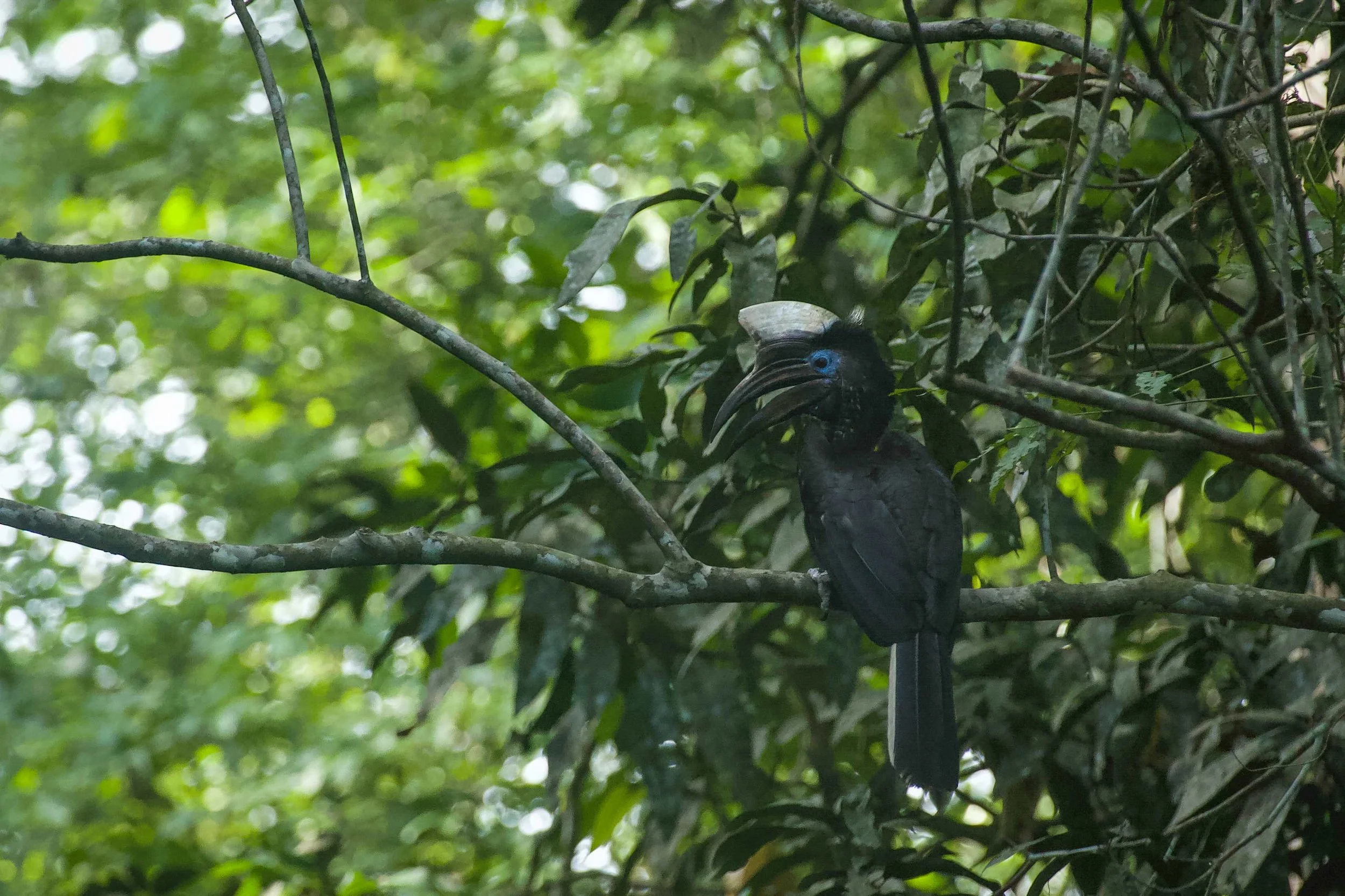 YellowCasquedHornbill_RyanWilkie_RSPB_01.jpeg