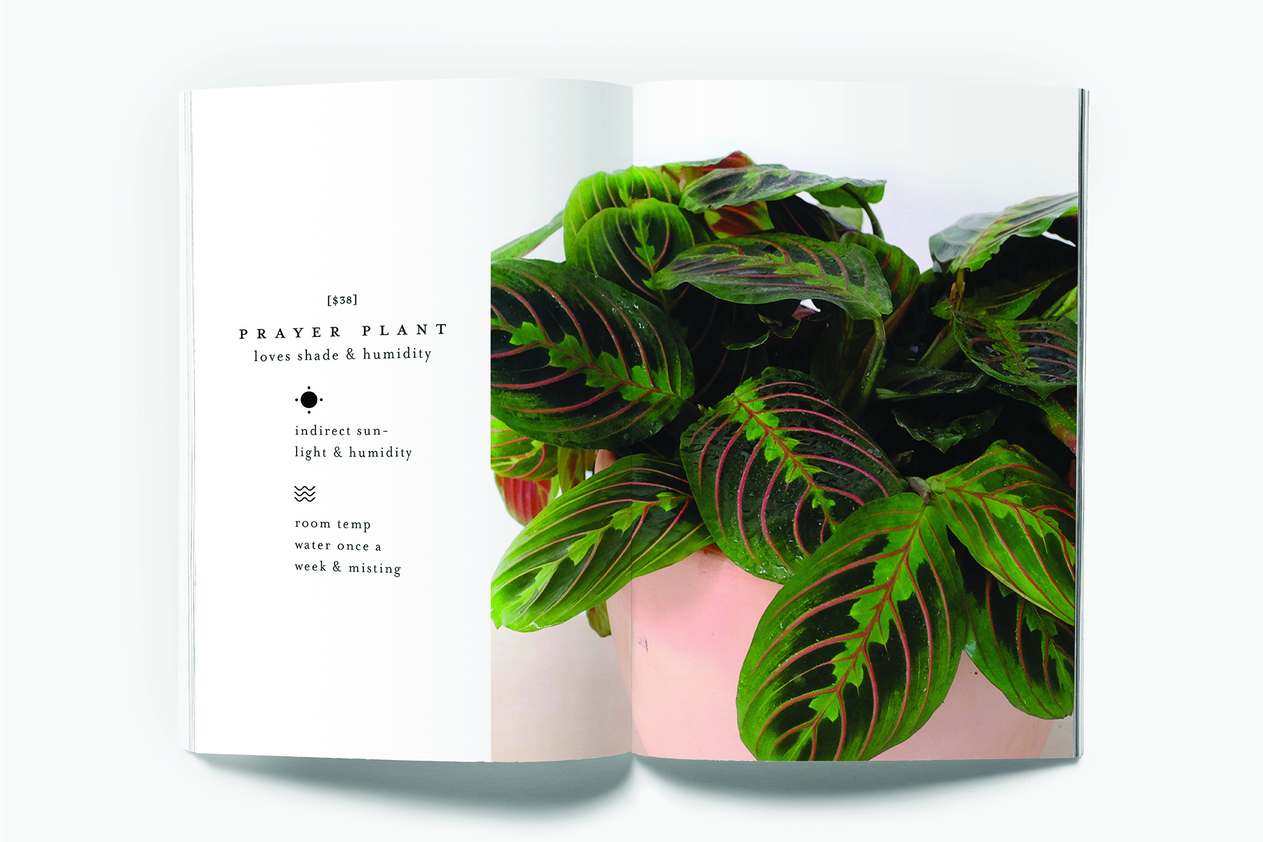 BRANDING PAGE_2500X1667_VESCA-10.jpg