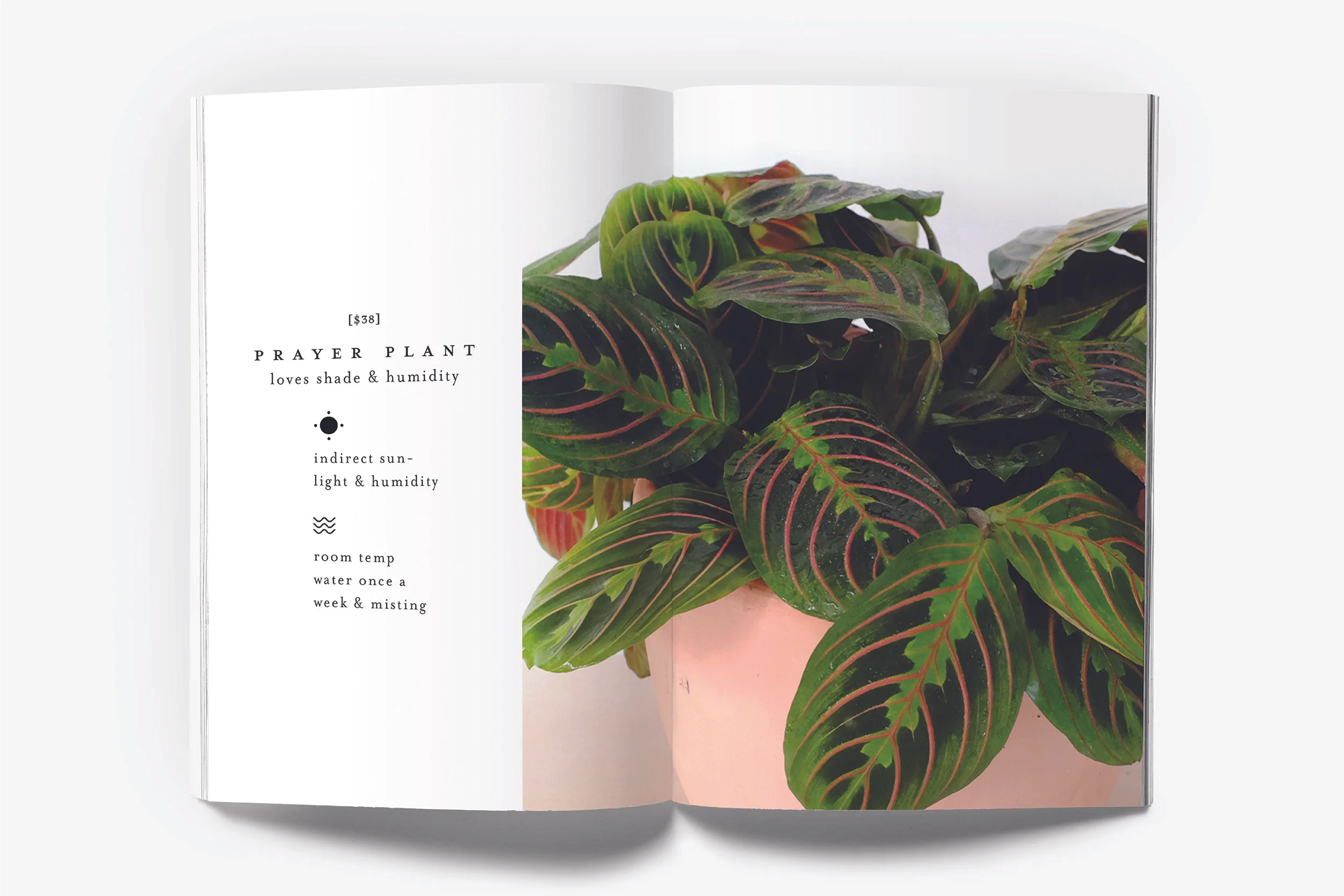 BRANDING PAGE_2500X1667_VESCA-10.jpg