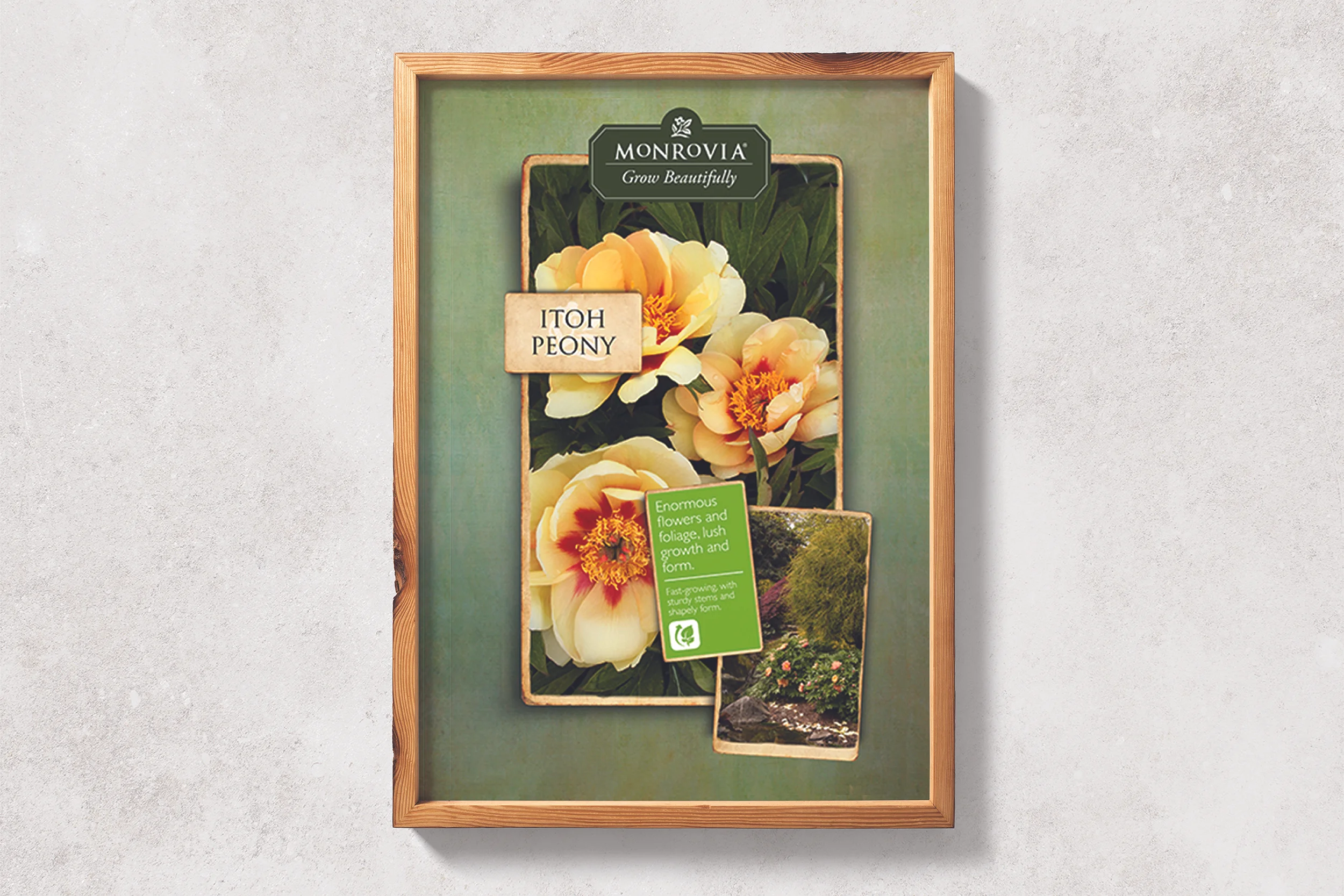  Monrovia is a nursery, that sells plants all over America. I designed these posters for Armstrong Garden Centers to further their brand identity. 