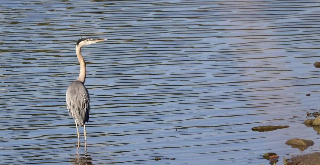 Greatblueheron_082122-1024x602.jpeg