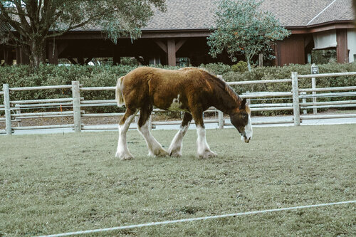 Things-to-do-outside-park-horseback-riding 