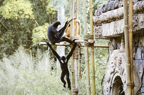monkey animal kingdom Disney World disney land adventures by Disney guided tour tour guide