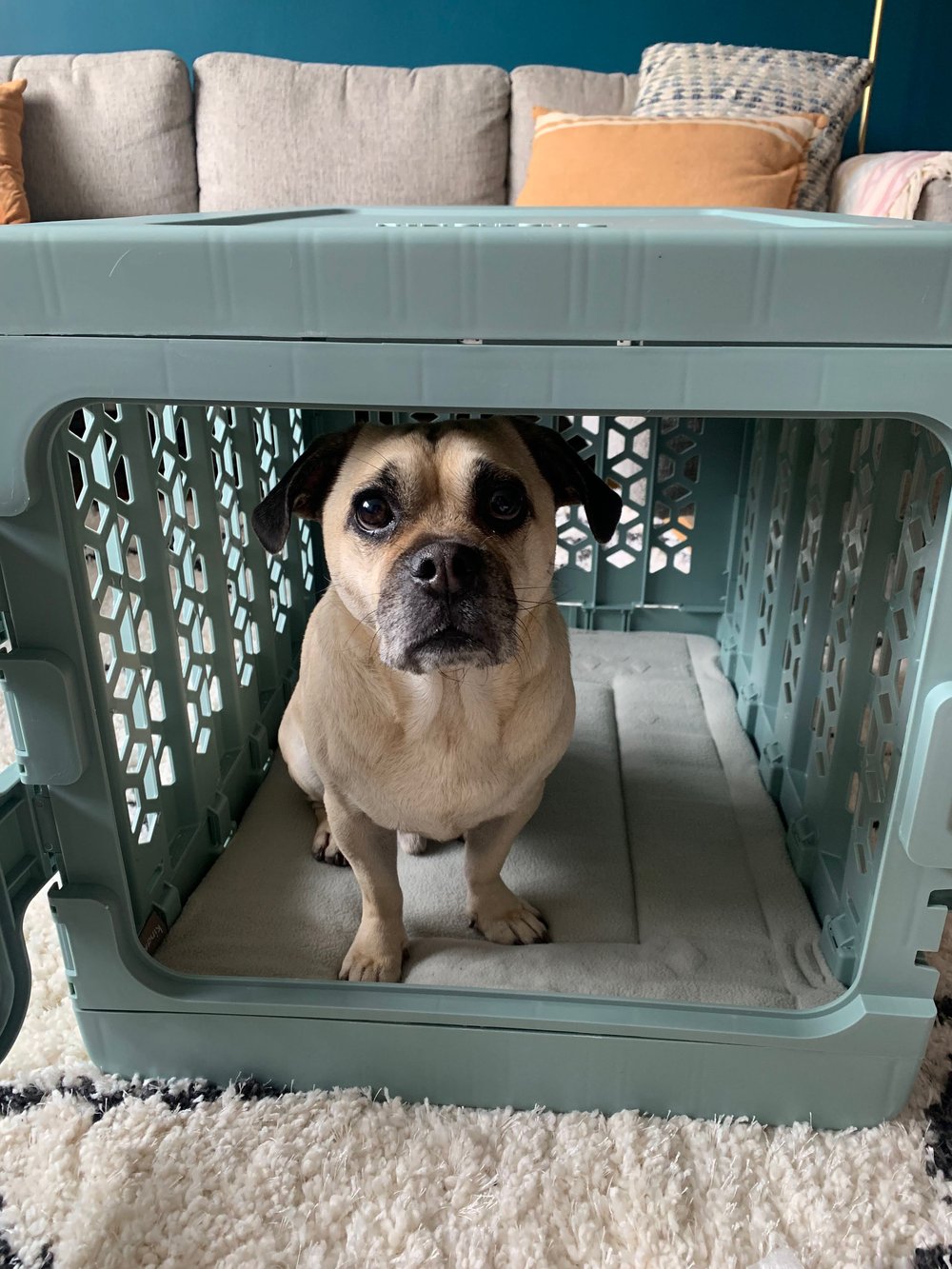 How to Crate Train a Dog, According to a Professional Dog Trainer