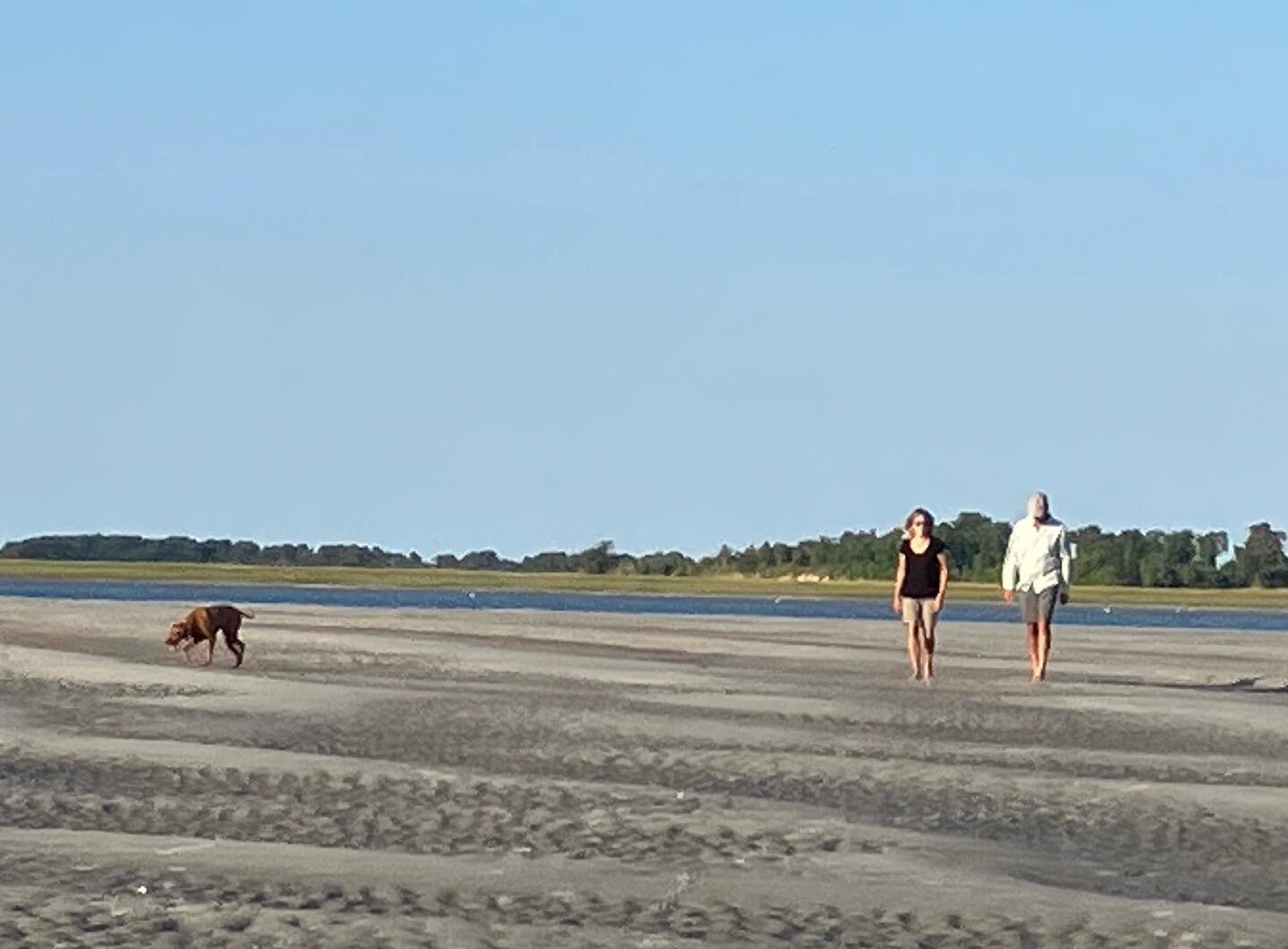 One of the last walks on the sand bar this year. #plumisland #middleground #ipswichbay #beachday #vizsla #vizslalove