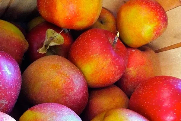 Turley+Winesap.jpg