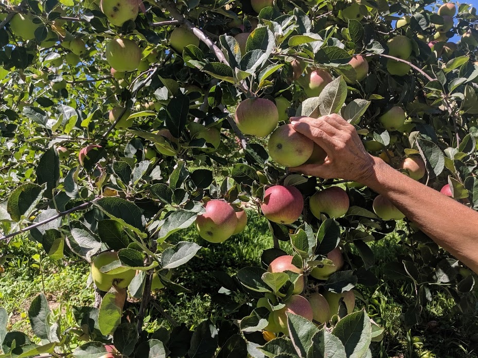 Jane+Mauldin+-+PickYourOwn2.jpg