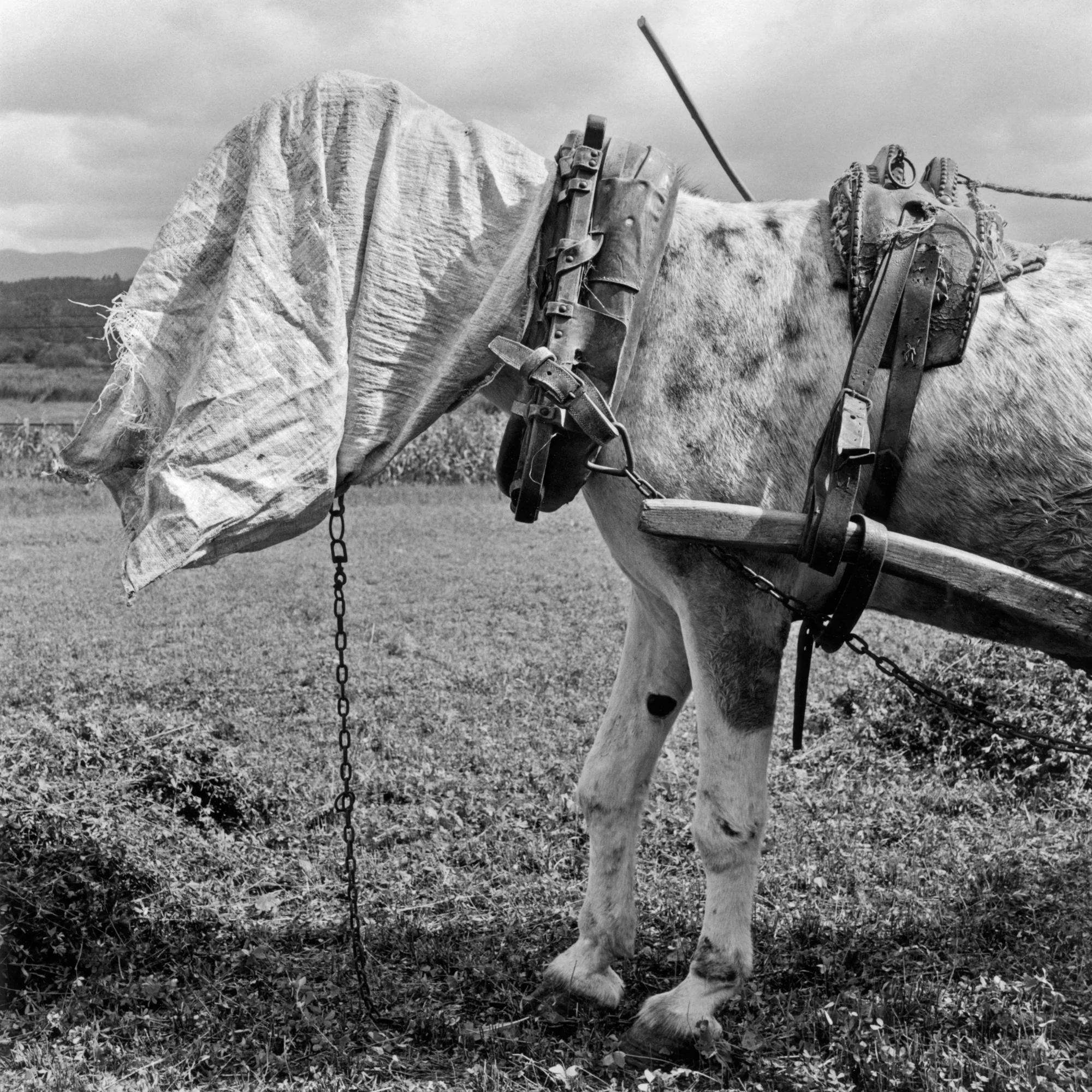 22.Untitled. Gernika, Spain. 2001 copyLR.JPG
