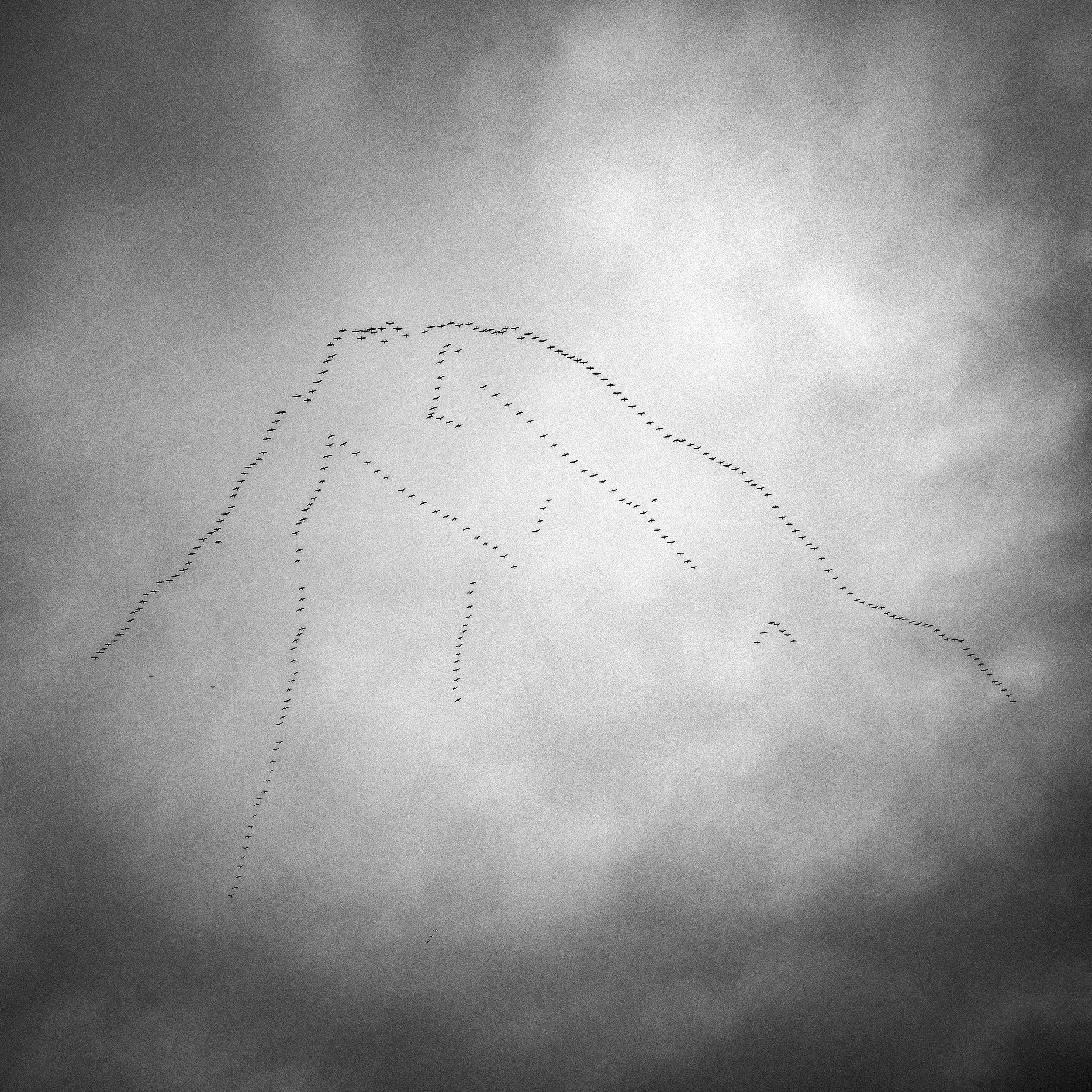 Cranes  Flying South  Basque Country