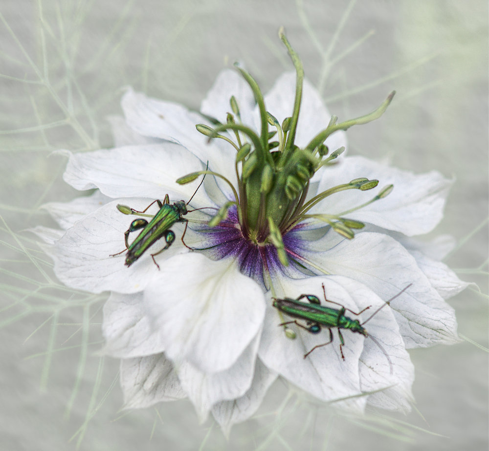 Bugs in a Mist 1024.jpg